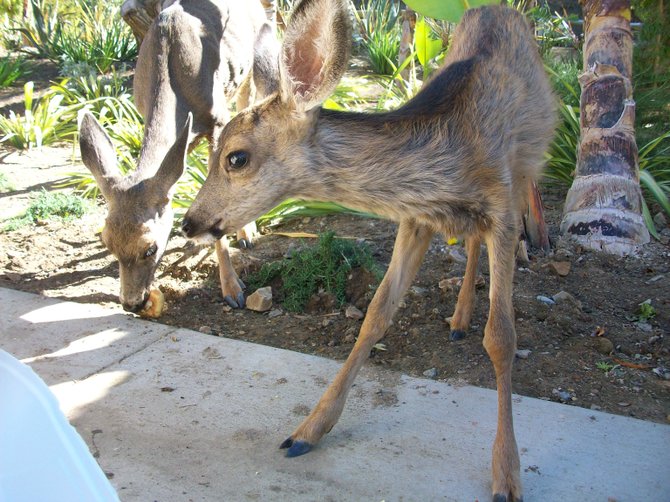 Baby deer enjoying treats at Descanso Beach Club on Catalina Island.