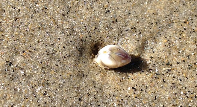 A clam with its siphon sticks out of the sand