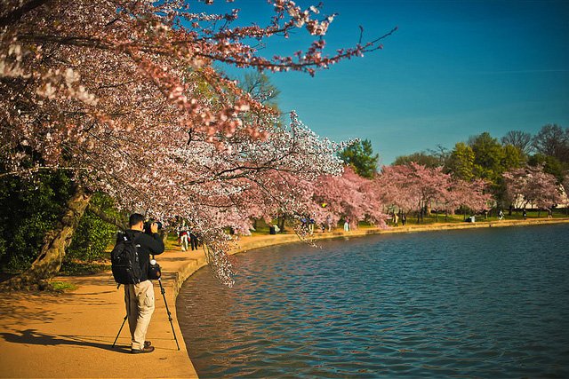 The author photographing the cherry blossoms along the Tidal Basin in Washington, D.C.