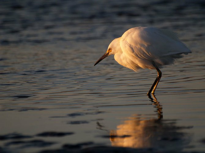 Egret - Photo taken at Dog Beach in Ocean Beach