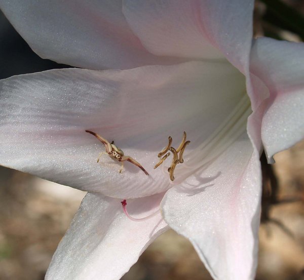 "Crouching flower Hidden spider"  -  I took this photo of the flower, not nowing the spider was there.  It was a cool surprise - Photo taken in San Diego
