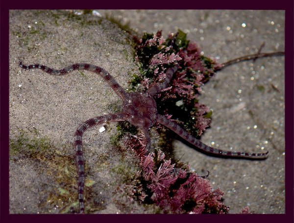 Brittle Star - Photo taken at the tide pools at Swami's