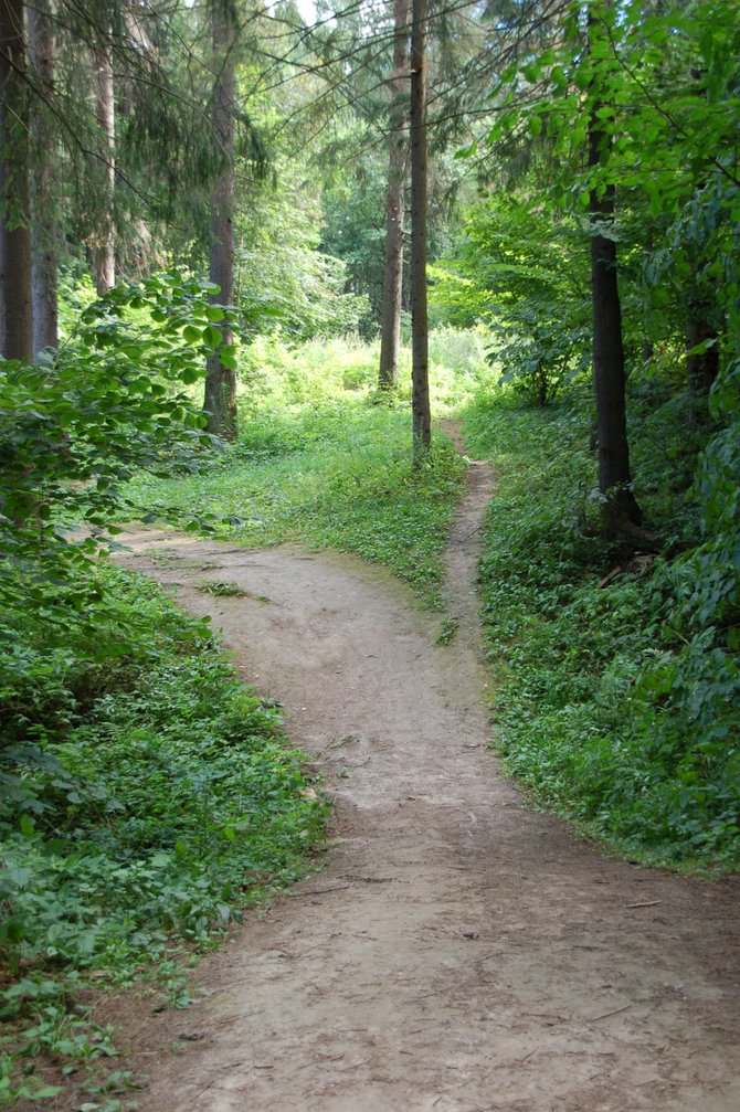 Forrest trail in Moscow, Russia. 