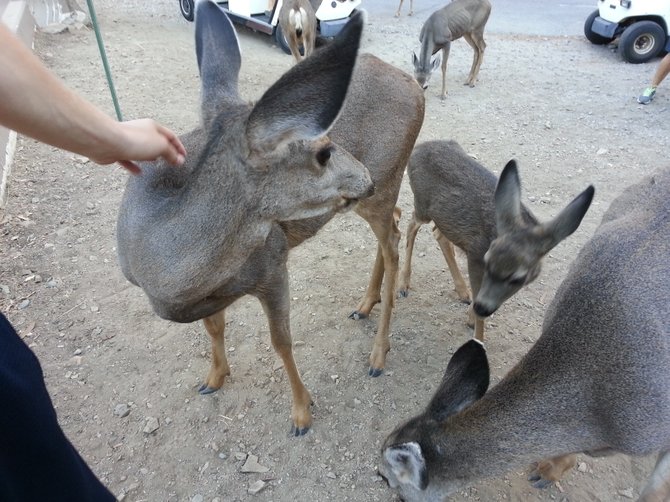 Mom and baby deer being feed during the drought on Catalina Island.