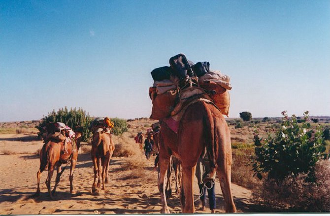 Camels resting in the Thar Desert
