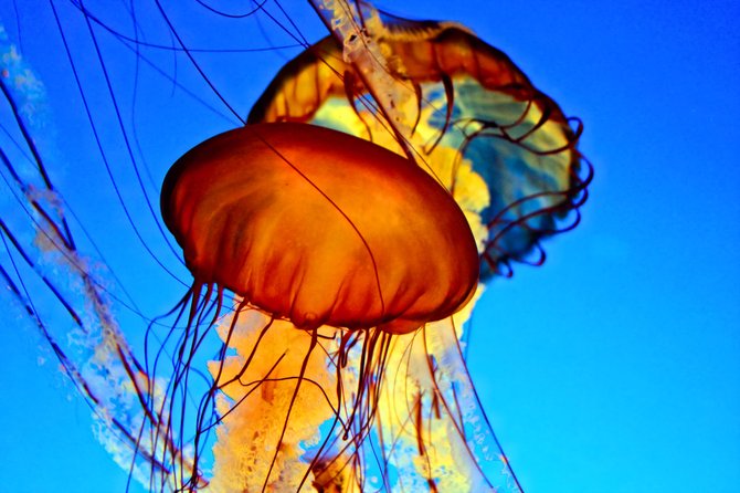 Jellyfish from the Monterey Bay Aquarium.

Monterey, CA