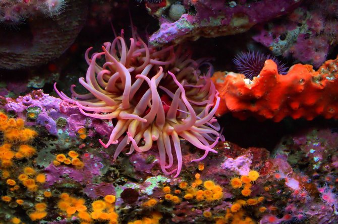 Sea Anemone at home. 
Monterey Bay Aquarium
Monterey, CA
