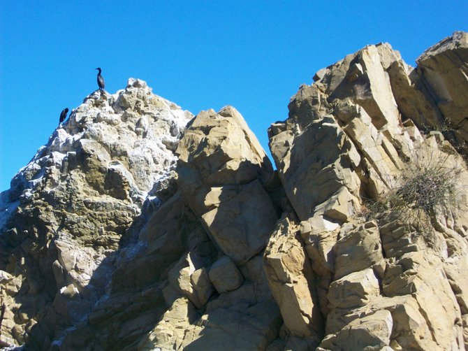 Bird perches atop a rocky outcrop in Avalon on Catalina Island.