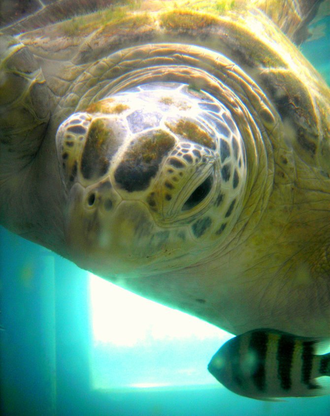 Bobby the sea turtle.