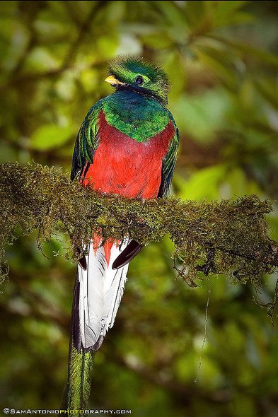 For the less adventurous there is bird watching. The Resplendent Quetzal Bird. 