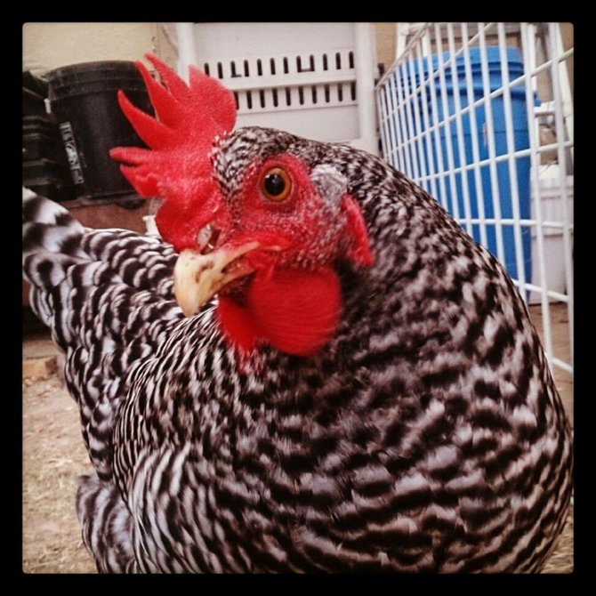 Flow is ready for her close up. Local Organic raised egg laying hens! I raise my chickens right here in City Heights!
