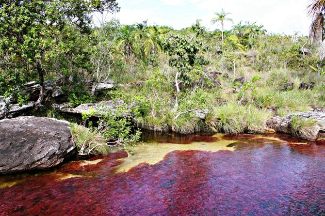 Caño Cristales, the most beautiful river in the world.
