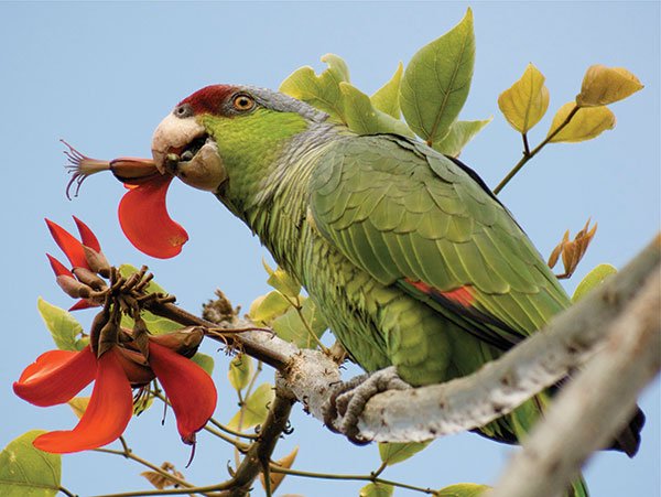 Lilac-crowned parrot, Marina Village, Mission Bay