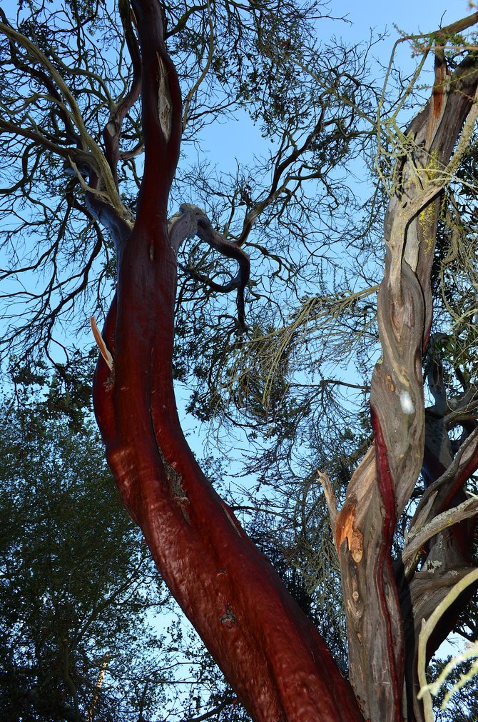 Del Mar Manzanita (Arctostaphylos glandulosa crassifolia), Los Penasquitos Preserve, October 2013.  This is the largest Del Mar Manzanita I have ever seen.  Over 10 feet tall with a 1-2 foot root burl.  An impressive specimen that must be a century or more old!  