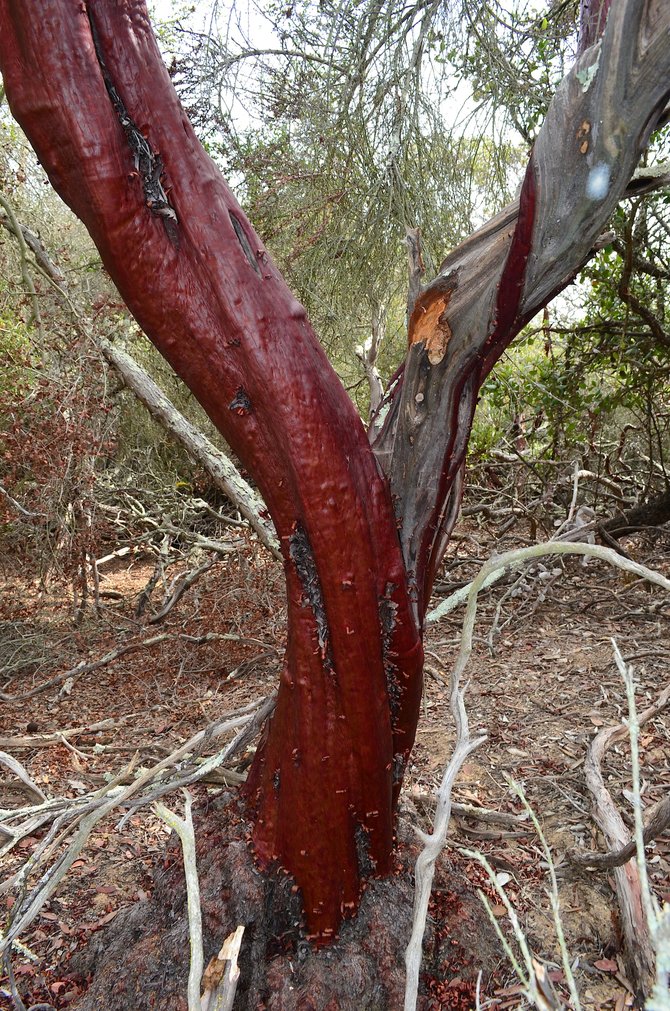 I believe this is actually an extremely large Del Mar Manzanita (Arctostaphylos glandulosa crassifolia).  It is on the edge of Del Mar Mesa, where it meets Los Penasquitos Preserve.  This has to be one of the largest specimens in San Diego County at 10-plus feet high with a trunk and root burl easily 1 foot across.  