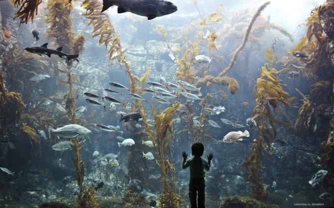 Birtch Aquarium, San Diego
