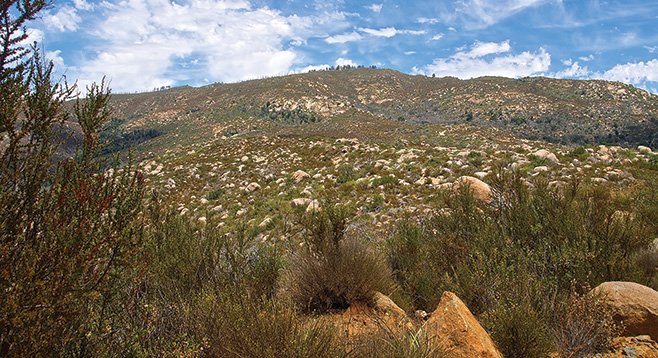 The unique geology of Black Mountain — the one in Ramona, not the shorter Carmel Valley peak — makes it a good place to find rare plants.