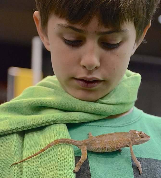 Lizard fun.

Ten-year-old Keith is trying on a chameleon. A man from Kammerflage Kreations said the lizard is a female Panther chameleon and is suitable for breeding. The agreeable lizard was valued at $429.