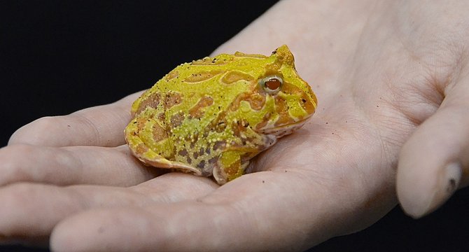 Rude frog w teeth.

The general manager for A.I.R. Exotics said this gold frog will bite.  It demonstrated by biting onto the palm of Katelyn Snarr's hand, several times.  In this photo, the smug frog is taking a break.  