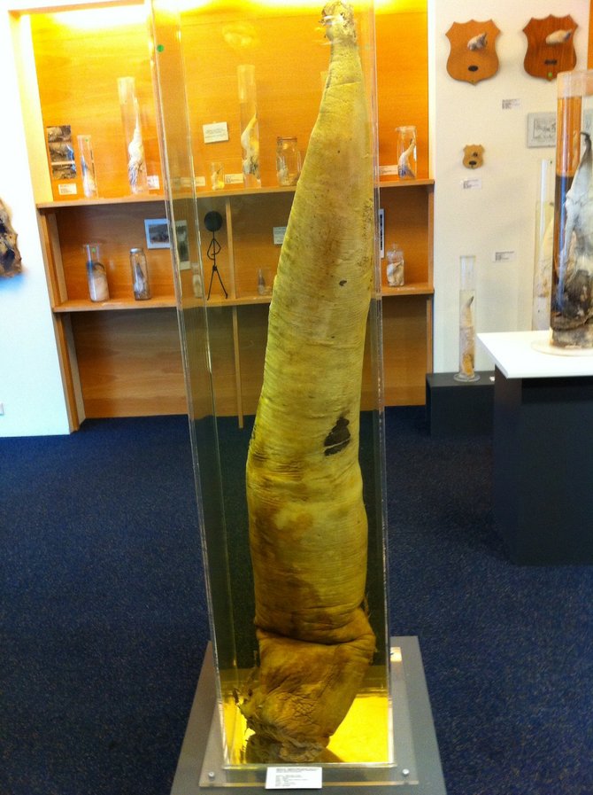 Whale penis on display at the Iceland Phallological Museum.