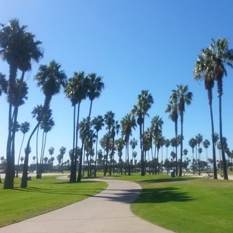 Palm Trees! At Mission Bay, across from Belmont Park