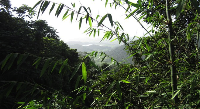 Vista from El Yunque National Forest, the only tropical rainforest in the U.S. National Forest System. 