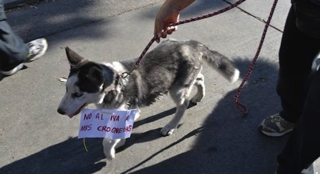Pet joins unsuccessful protest against sales-tax increase (Photo: El Sol de Tijuana)