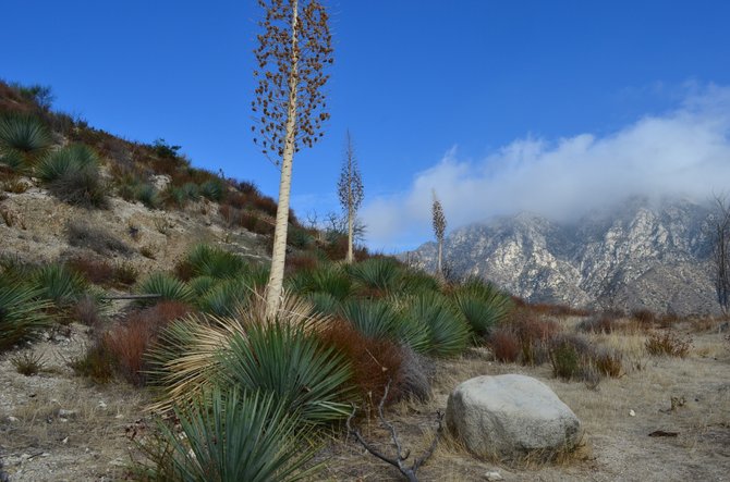 Yucca whipplei off Angles Crest Highway (California State Route 2).  Traveling up to Mount Wilson near Glendale, California.  This and much of Angeles National Forest burned in the 2009 Station Fire.  Quite beautiful in its recovery today.  