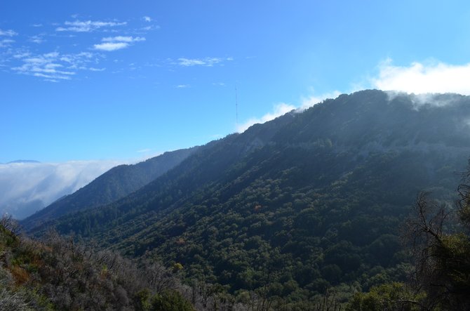Back side of Mount Wilson, Angeles National Forest.  Near Glendale, California.  Most of this section did not burn in the 2009 Station Fire.  