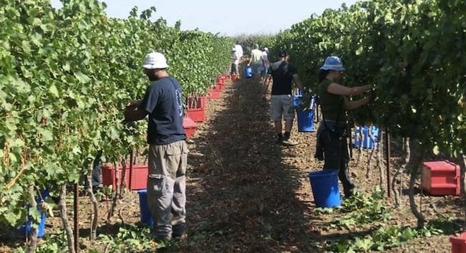 Harvest time at Assaf winery