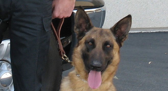 Police dog Dillon apprehended a man caught breaking and entering in Carlsbad, and got pummeled.