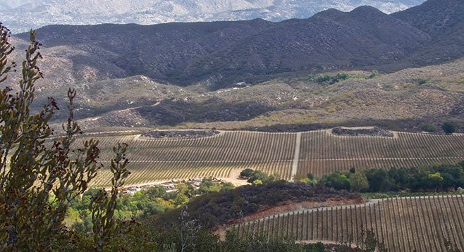 View of the vineyards from the trail