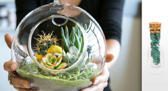 North Park's Pigment offers customers a plant lab to create DIY terrariums
 
