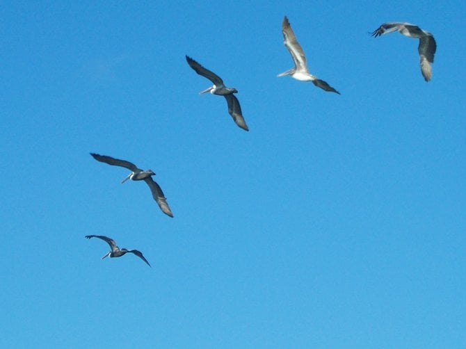 Pelicans flying above the Arroyo River near Arroyo City, Texas.