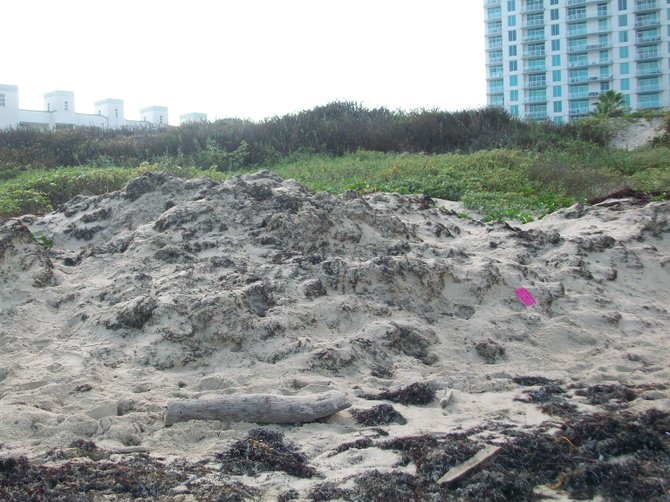 Sand dunes provide beach protection along the Gulf Coast of Texas.