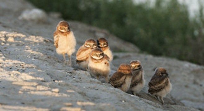 Burrowing owlets (photo by Kevin Cole)