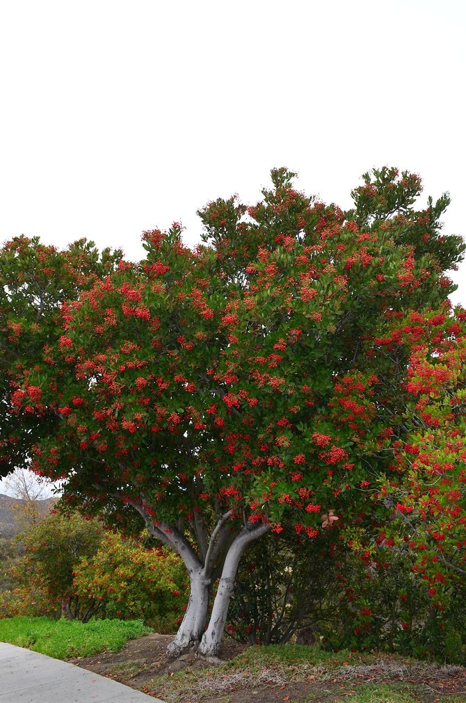 Beautiful old Toyon (Heteromeles arbutifolia) displaying its winter berries in Poway.  November 29th, 2013.  