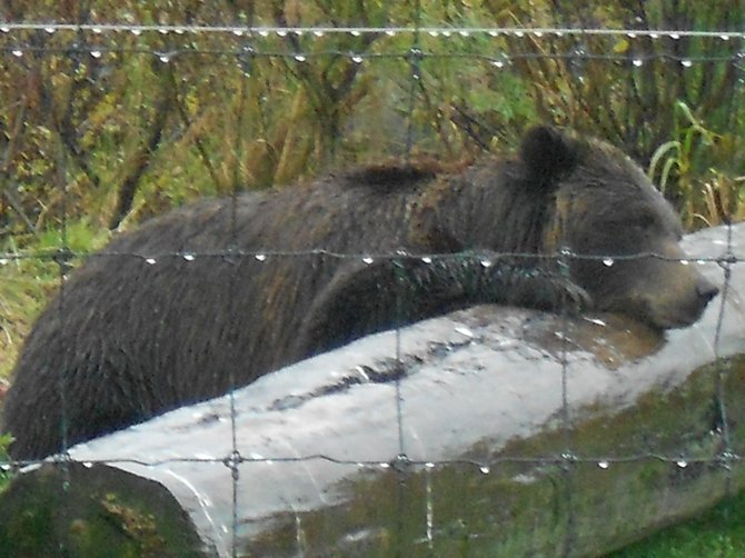 Sleepy bear dozes on a log at Animal Rescue Preserve near Seward, Alaska.