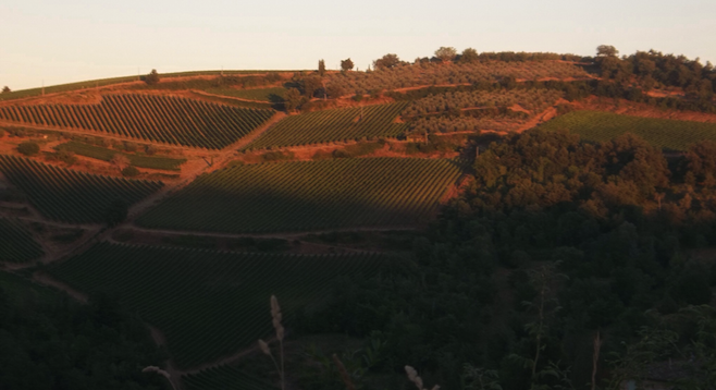 Chianti vineyards in the late afternoon sun, Greve in Chianti. 