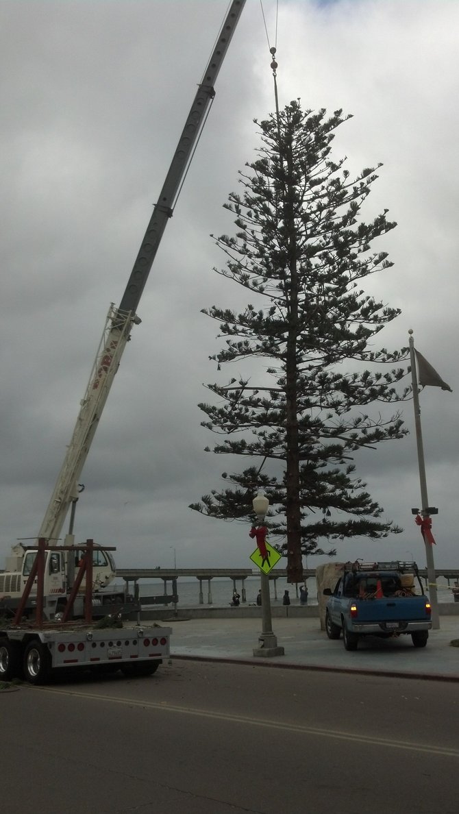Crane operator positions the OB Tree at the foot of Newport Avenue in Ocean Beach