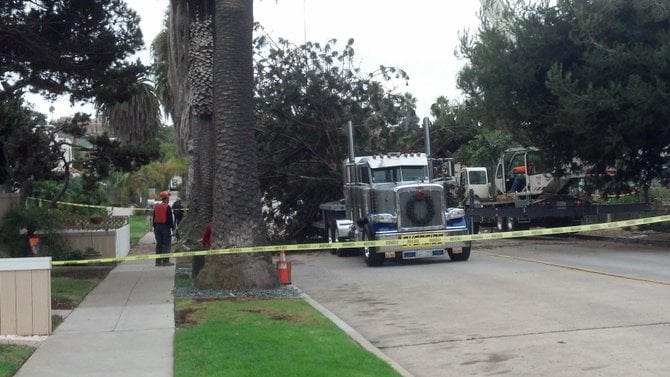 Arborists spent the morning felling the tree and trimming it before transport