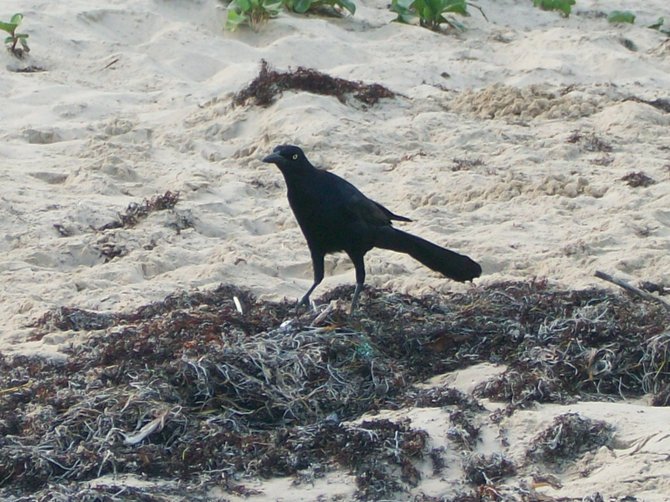 A pesky Common Grackle bird walks the sand along the Texas Gulf of Mexico coast.