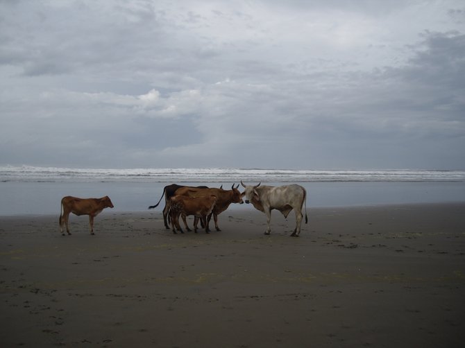 Cattle on the beach, Playa Espino. 