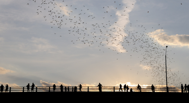 Nightly emergence of bats from under downtown Austin's Congress Bridge. (stock photo)
