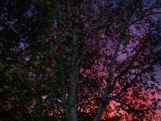 Colorful sunset through the trees of Ocean Beach.