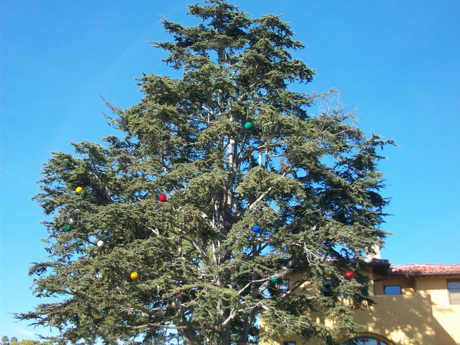 Large tree decorated  with Christmas ornaments in Point Loma.