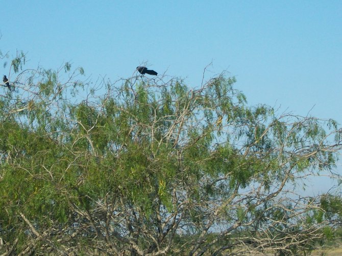Curious grackle perched atop tree along Arroyo River in southern Texas,