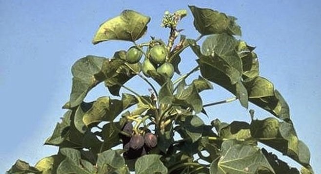 Jatropha curcas image from Wikipedia