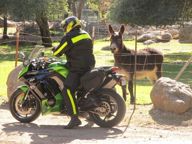 Black Jack the donkey at the ranch across the road from Lyons Valley Trading Post is always looking for the forbidden sweet grub from strangers.