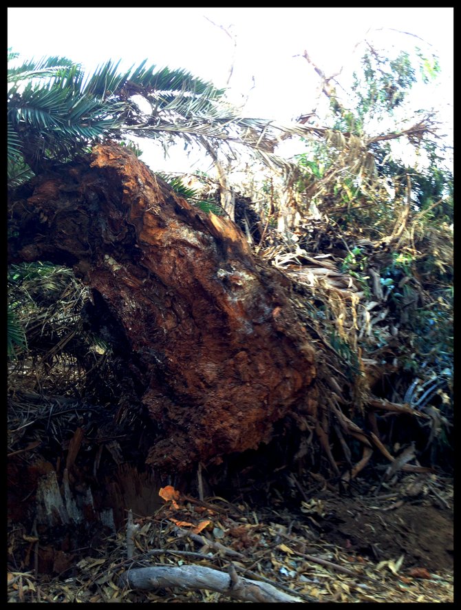 The toppled tree's base